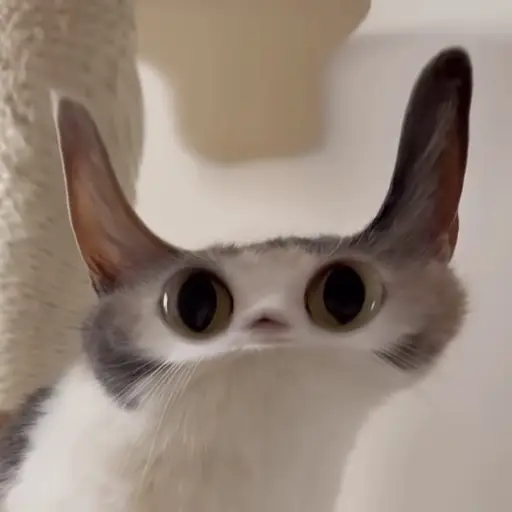 Front-facing Meepcat with big googly eyes